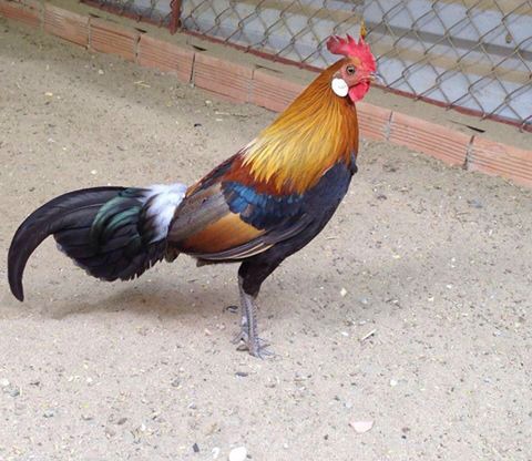 Gà rừng Red Junglefowl  Gallus gallus  Linnaeus 1758  Kẻ Nhàn Tản